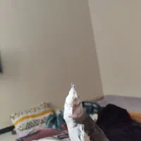 عروس هلندی گمشده|حیوانات|رباط‌کریم, رباط‌کریم|دیوار