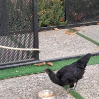 جوجه خروس دورگه آیام سمانی