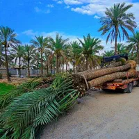 تضمینی با کیفیت پالم ریشه دار نخل|خدمات باغبانی و درختکاری|اصفهان, خلجا|دیوار