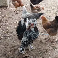 خروس لهستانی پاپر