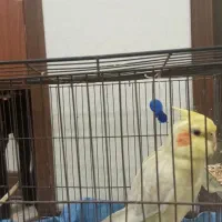 عروس هلندی لوتینو