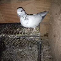 کبوتر پرشی|پرنده|پاکدشت, پاکدشت (مامازند)|دیوار