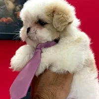 سگ شتیزو حرفه ایی