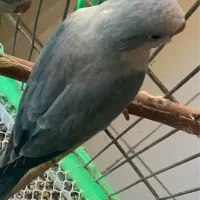 راهب بلو اسکای ۴ماهه