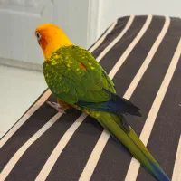 طوطی خورشید کاملا دستی