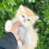 گربه نارنجی پسر بریتیش