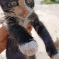 واگذاری ۳ماهه|گربه|آستانه اشرفیه, |دیوار