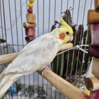 عروس هلندی|پرنده|قم, نوبهار|دیوار