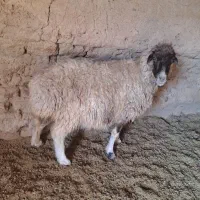 گوسفند میش و بز