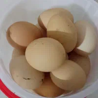تخم مرغ.