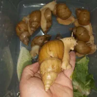 حلزون سوپر مولد،با تخم ریزی ۱۰۰ عدد در ماه