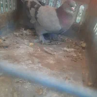سبز هما بازی کن