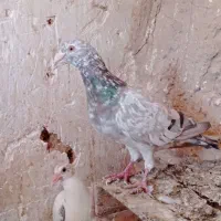 کبوتر