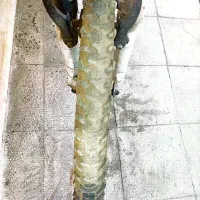 دوچرخه|دوچرخه، اسکیت، اسکوتر|قم, باجک دو|دیوار