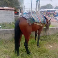 اسب چابک عرب ترکمن