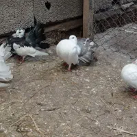 کبوتر دم چتری نر|پرنده|لنگرود, |دیوار