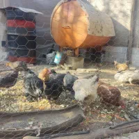 فروش فوری|حیوانات مزرعه|الیگودرز, |دیوار