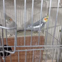 عروس هلندی|پرنده|یزد, |دیوار