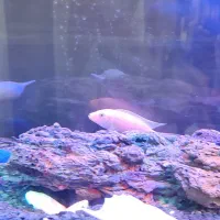 ماهی سیچلاید ماکرو زرد|ماهی|بردسکن, |دیوار