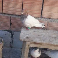 سینه سار نر زدو خوردی