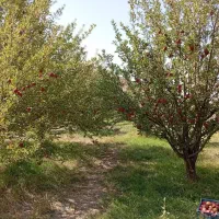 فروش باغ ۳۰۰۰ متری زیبا و پربار در نزدیکی فیروزکوه|فروش دفتر صنعتی، کشاورزی، تجاری|فیروزکوه, |دیوار