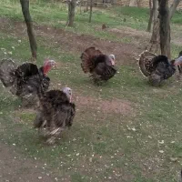 بوقلمون نر طبیعی و ارگانیگ