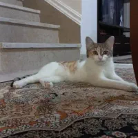 واگذاری گربه|گربه|شیراز, امام حسین|دیوار