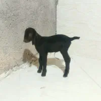 کهره شیر|حیوانات مزرعه|داراب, |دیوار