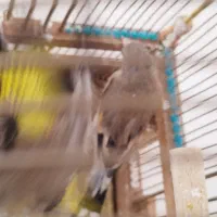 سهر جوجه|پرنده|قم, شهرک قدس|دیوار