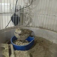 سیره خاکی قناری