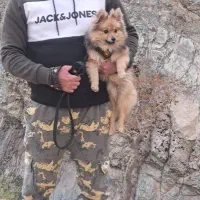 توله سگ پامرانین