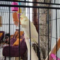 عروس هلندی جفت با تخم