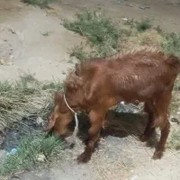 گوسفند|حیوانات مزرعه|شادگان, |دیوار