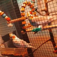 جفت عروس هلندی کارداده ، با کوتوله برزیلی|پرنده|مشهد, انصار|دیوار