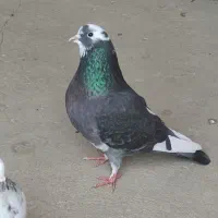 شازده پرشی۵۰۰