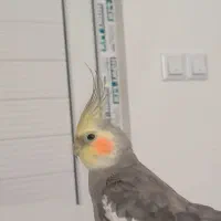 عروس هلندی جفت|پرنده|لاهیجان, لیالستان|دیوار