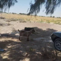 بزچاق مناسب کشتار وعید قربان