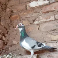 ابلغ سبز