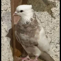 7عدد طوقی|پرنده|یزد, |دیوار