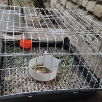 قفس  مخصوص نگهداری خرگوش
