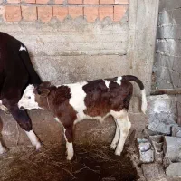 گاو گوساله|حیوانات مزرعه|آمل, |دیوار