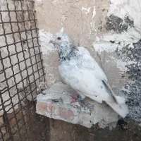 کفتر سار سرور نر وماده جفتگاه پرشی میزون