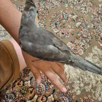 1600|پرنده|شیراز, فاضل|دیوار