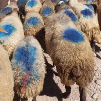 ۳۵راس گوسفند داشتی ۲زایده مابقی آبستن سنگین|حیوانات مزرعه|بهار, |دیوار