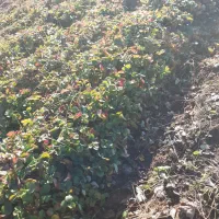 نهال توت فرنگی درجه یک و خیلی پر