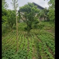 لاهیجان دو خواب ویلا باغ سند تک برگ|فروش خانه و ویلا|لاهیجان, بوجایه|دیوار