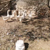 قو غاز جوان|حیوانات مزرعه|خمین, |دیوار