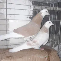 شازده گلی|پرنده|کاشان, پامنار|دیوار