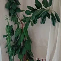 فروش گل های زینتی و آپارتمانی|گل و گیاه طبیعی|بلبان آباد, |دیوار