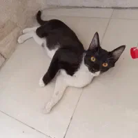 گربه مهربون و ناز نازی